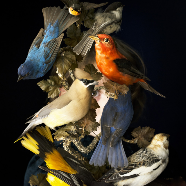 Cig Harvey, Birds of New England, 2017, courtesy the artist and Robert Mann Gallery