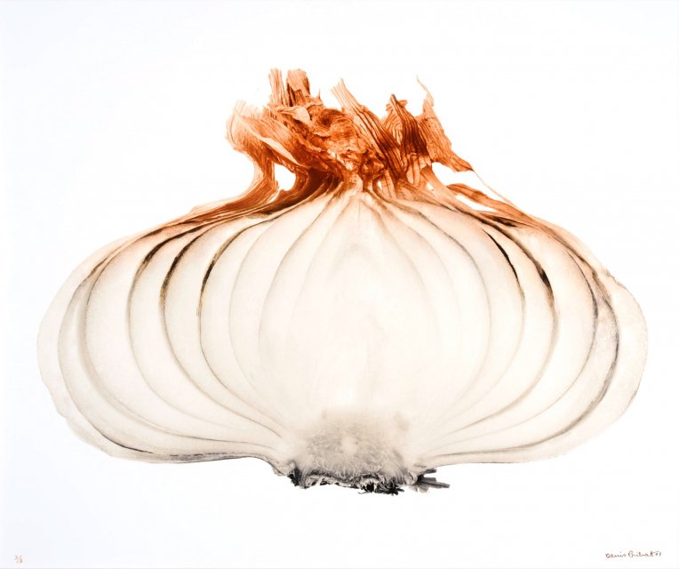 Oignon Large (Large onion)  1971, printed 2007  Gold toned gelatin silver print  19 1/4h x 22 3/4w in. (48.9 x 57.8 cm)  3/3
