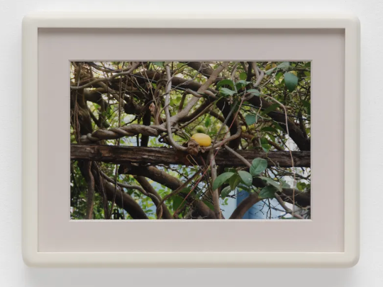 Luz Carabaño, nestled, 2025 - Courtesy of the artist and Casemore Gallery.