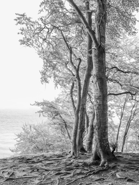 Loredana Nemes, GRAUBAUM 12, 2019 - Courtesy of the artist and Galerie Esther Woerdehoff.