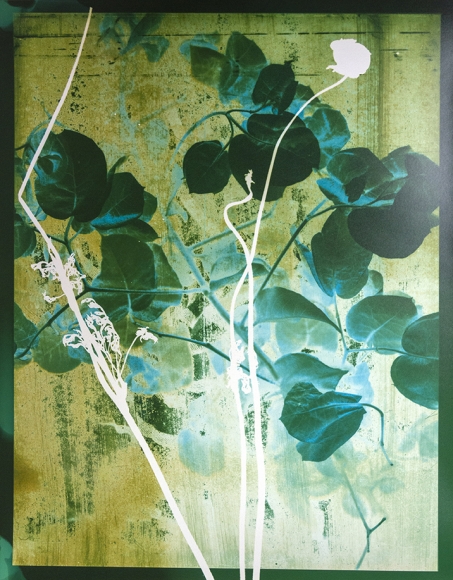 Farrah Karapetian, Flower #1, 14 x 11 inches, Unique photogram