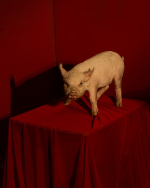 Courtesy of Tania Franco Klein and ROSEGALLERY - Galleries.