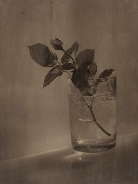 Josef Sudek, Flower, 1952, bromoil print, the Museum of Fine Arts, Houston, Museum purchase funded by Isabel B. and Wallace S. Wilson, the Manfred Heiting Collection. © Estate of Josef Sudek