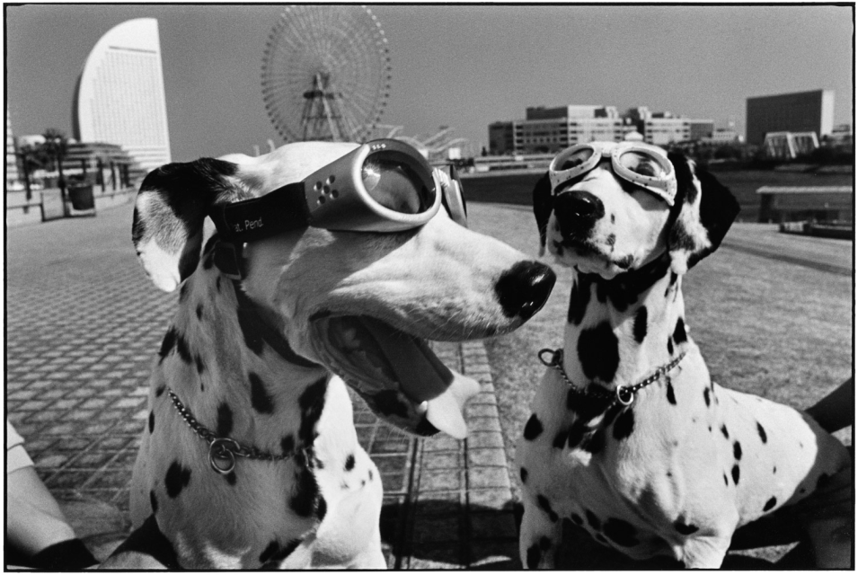 Elliott Erwitt, Japan, Yokohama, 2003 - Courtesy of the artist and Atlas Gallery.