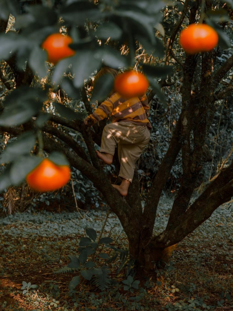 Lisa Sorgini, Elio in the Mandarins, 2015 - Courtesy of the artist and Homecoming Gallery.