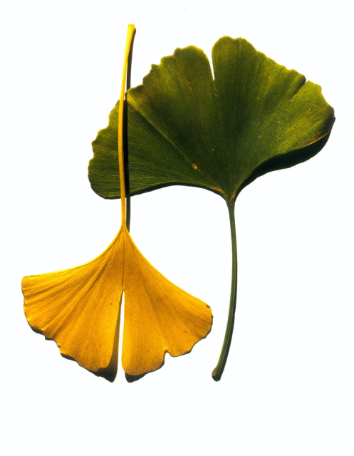 Irving Penn, Ginkgo Leaves, New York, 1990 dye transfer print 22-3/4" × 19-3/8" (57.8 cm × 49.2 cm), image and paper signed, titled, dated and annotated verso with stamps and pencil Edition of 22