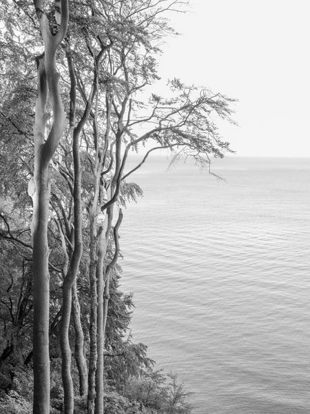 Loredana Nemes, Graubaum 14 | 2019 – Courtesy of the artist and Podbielski Contemporary.