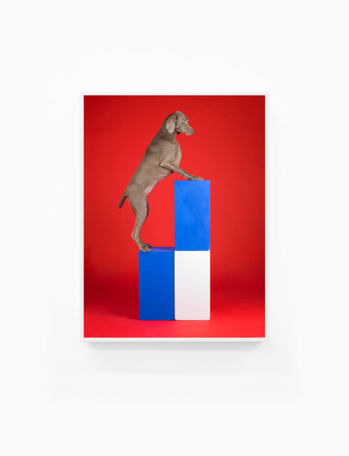 William Wegman. Blocked (2014) - Courtesy of the artist and Huxley-Parlour.