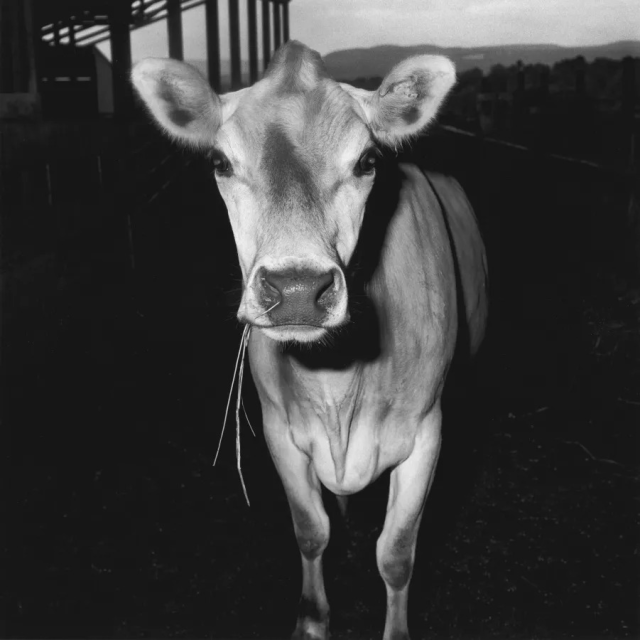 Peter Hujar, Cow, 1978 - Courtesy of the artist and Fraenkel Gallery.