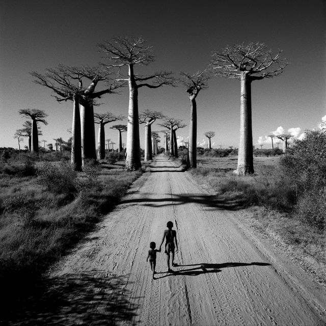 Chris Simpson, Allée des Baobabs, Madagascar, 1997, Archival pigment print © Courtesy of Atlas Gallery