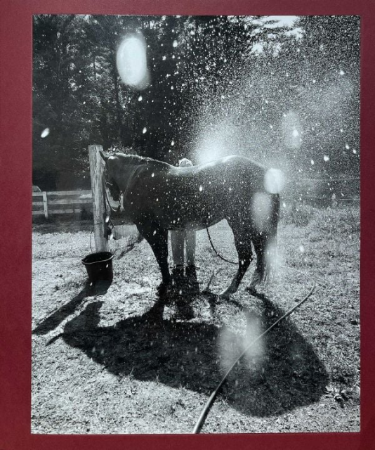 Images of "Calling The Birds Home" book by L'Artiere. Images courtesy of CHERYLE ST. ONGE.