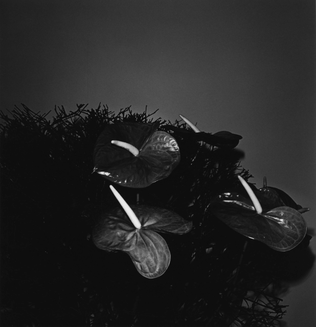 Issei Suda Ginza, Chuo-ku, 1981