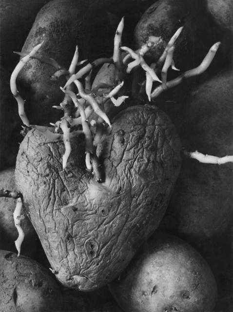 Agnès Varda. Heart potato. 1953. From the series "Remembrance of the exhibition in 1954". Courtesy of the artist and Galerie Nathalie Obadia, Paris/Brussels © Agnès Varda