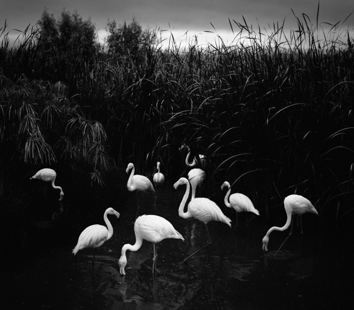 Pentti Sammallahti, Mt. Etjo, Namibia, 2005 - Courtesy of the artist and Galerie Wouter van Leeuwen.