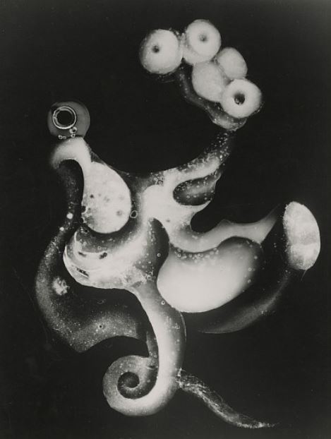 Heinz Hajek-Halke, Untilted , 1953 Vintage gelatin silver print, 14 7/8 x 11 1/4 in. (37.8 x 28.6 cm)