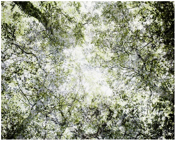 Forest 7, 2007 - 2011 Pigment print, Edition of 6, 110 x 137.5 cm or 70 x 87.5 cm - Courtesy the artist and Purdy Hick Gallery