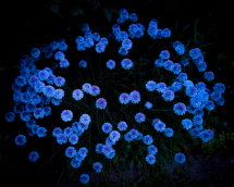 EAT flowers - WILLAS contemporary