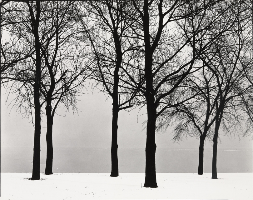 Harry Callahan, Chicago (trees in snow), c. 1950 © The Estate of Harry Callahan, courtesy Robert Mann Gallery