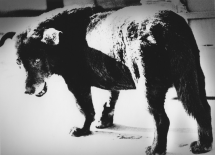 Daido Moriyama: Dog and Man - Casemore