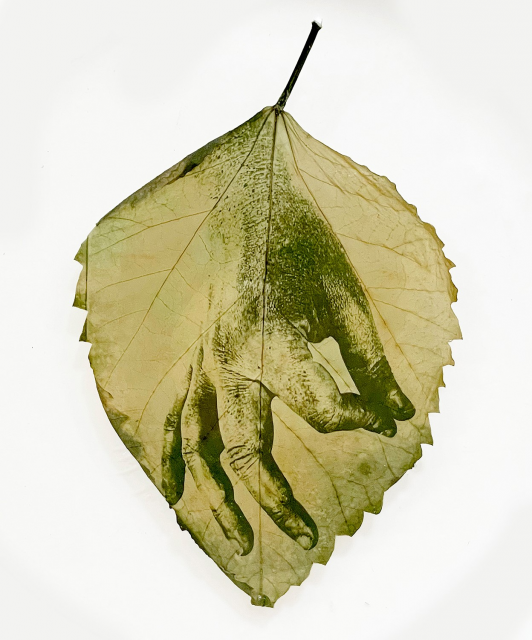 Almudena Romero Hibiscus hand Studies on my grandma’s garden 2022 Photography printed on Hibiscus leaf Casted in bio resin fossil Unique Ø 25 cm Courtesy of TOBE Gallery