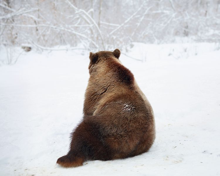 Tamas Dezsö, Sitting Bear, 2013 - Courtesy of the artist and Einspach & Czapolai Fine Art.