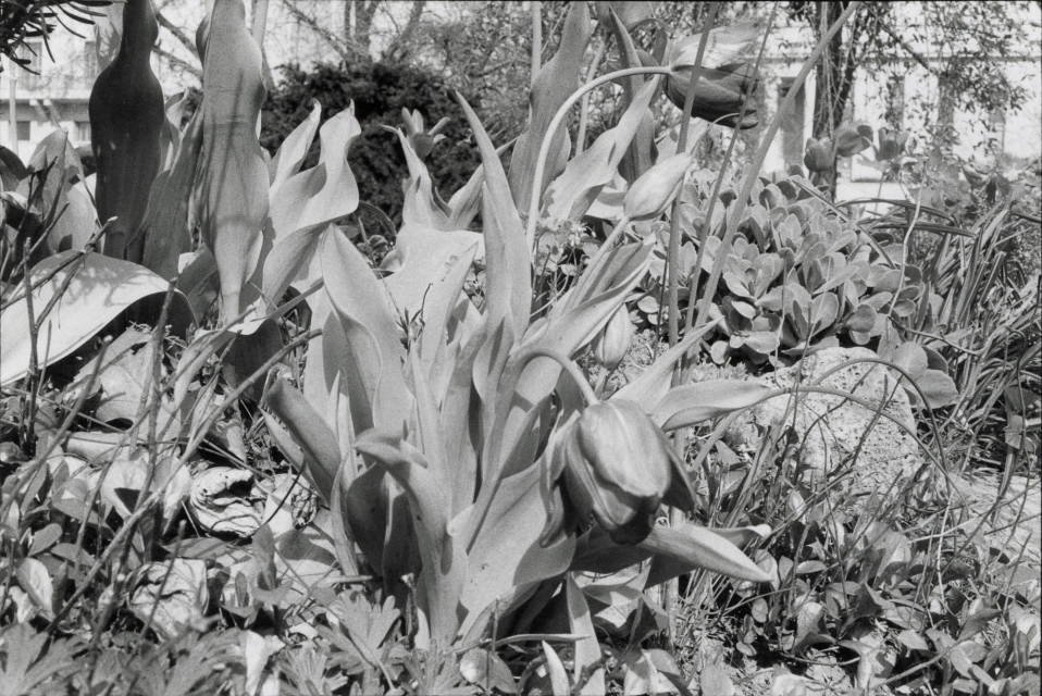 John Gossage, ‘Gardens’, 1978 - Courtesy of the artist and LARGE GLASS.