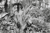 From the Garden to the Darkness - LARGE GLASS