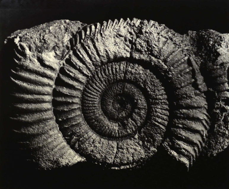 MONIKA VON BOCH (1915–1993),  Ammonit / Ammonite, 1972, gelatin silver print, mounted on aluminium plate, printed ca. 1972  49,4 x 59,3 cm  © VG Bild-Kunst Bonn, 2023