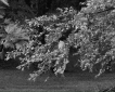 Brea Souders, End of the Road 13, 2020 Gelatin silver print, 16 x 20 inches, Edition of 5 + 2 AP
