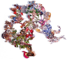 Dominique Paul Insects of Surinam 35, 2019