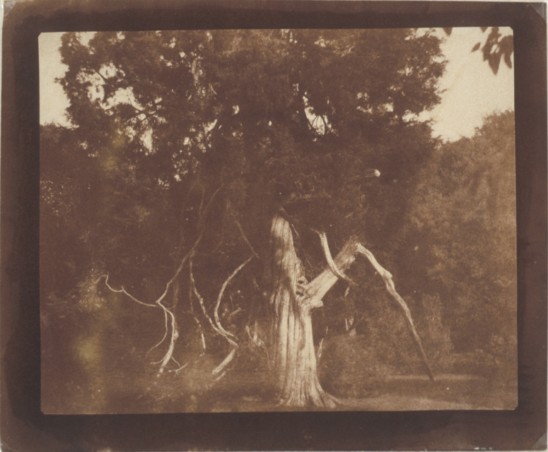 William Henry Fox Talbot, An aged red cedar tree in the grounds of Mt. Edgcumbe, early 1840s - Courtesy of the artist and Hans P. Kraus Jr. Inc.
