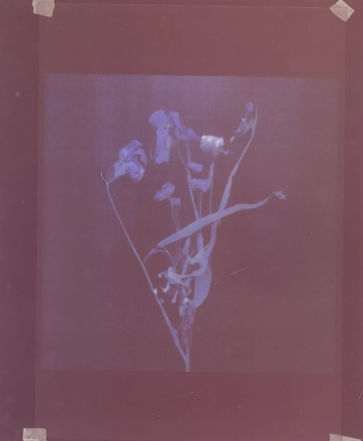 © Akosua Viktoria Adu-Sanyah, no flowers, 2025