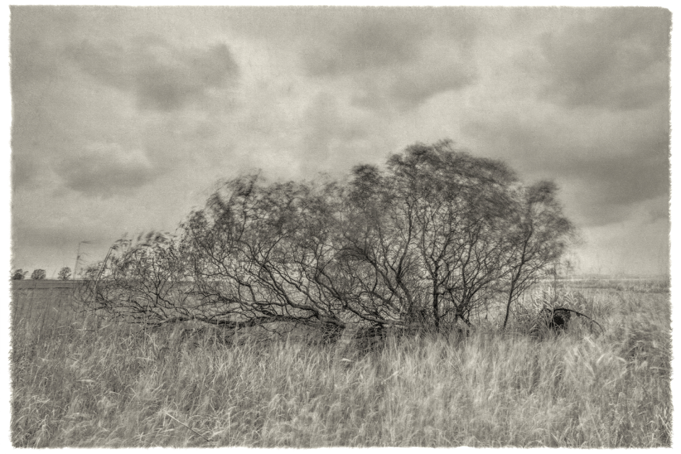 Trees, Endure for Life © Giljung Yoon