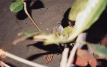 Unseen - Galerie Crone