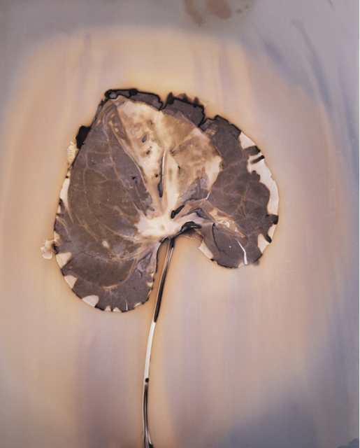 Anaïs Tondeur, serie Fiori di fuoco, Ipomoea nil, Vesuvio, 2024 - Courtesy of the artist & Spot Home Gallery