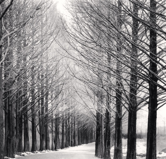 "Alley of Trees, Damyang, Jeollanamdo, South Korea", 2012 Courtesy of the artist and The Photographers’ Gallery