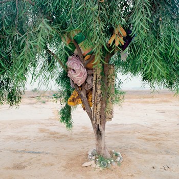 RON AMIR. Bisharah and Anwar’s Tree, 2015 82x100 cm © Ron Amir