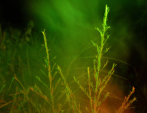 The Scent of Light - KYOTOGRAPHIE (Kyoto International Photography Festival)
