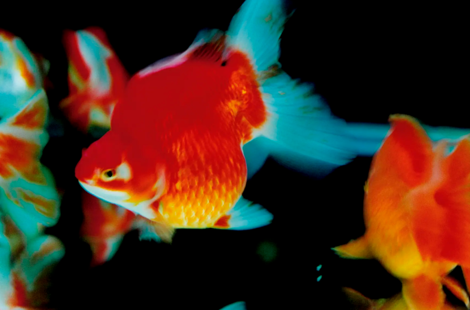 NINAGAWA Mika Untitled, 2003; from the series Liquid Dreams - Courtesy of the artist and The Photographers’ Gallery.