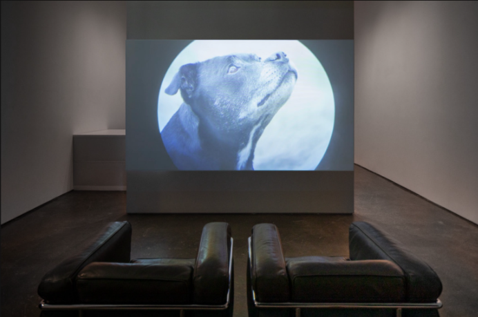 Morya Davey, Installation view of Horse Opera, 2019-2022