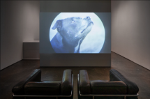 Moyra Davey: Horse Opera - Higher Pictures