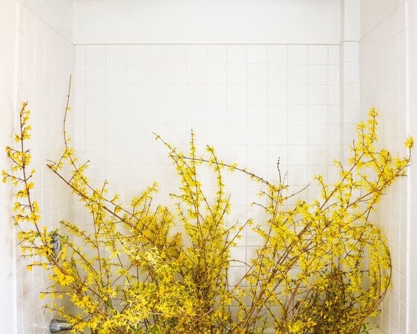 Forsythia (blooming), 2020, Dye sublimation print on aluminum