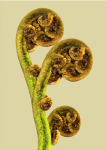 Flora incognita - RABOUAN MOUSSION