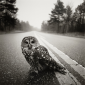 Owl on Road, Big Thicket, Texas, 1975 © Arthur Tress / courtesy  Stephen Bulger Gallery