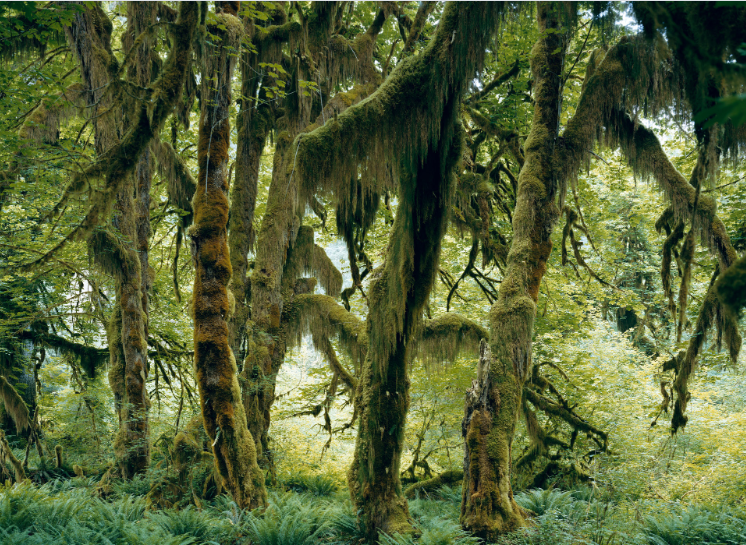 Mitch Epstein, Hoh Rain Forest, Olympic National Park, Washington II 2017 - Courtesy of the artist and Zander Galerie.