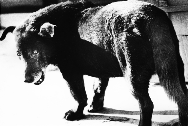 Daido Moriyama, "Stray Dog", Misawa, Aomori (1971)