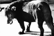 Daido Moriyama – Love Letters to Photography - Fondation Henri Cartier-Bresson