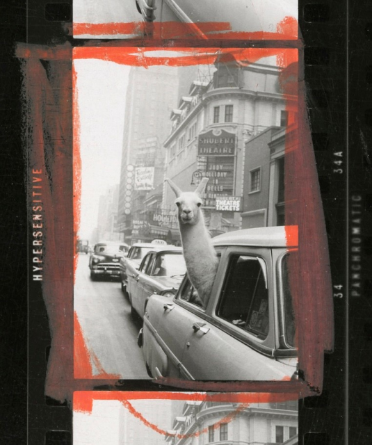 Inge Morath, A Llama in Times Square, New York City, USA, 1957, Detail Contact Sheet © Magnum Photos