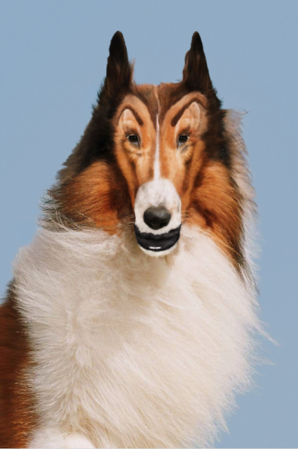 JOHN WATERS, Reconstructed Lassie, 2012 - Courtesy of the artist and Frankel Gallery