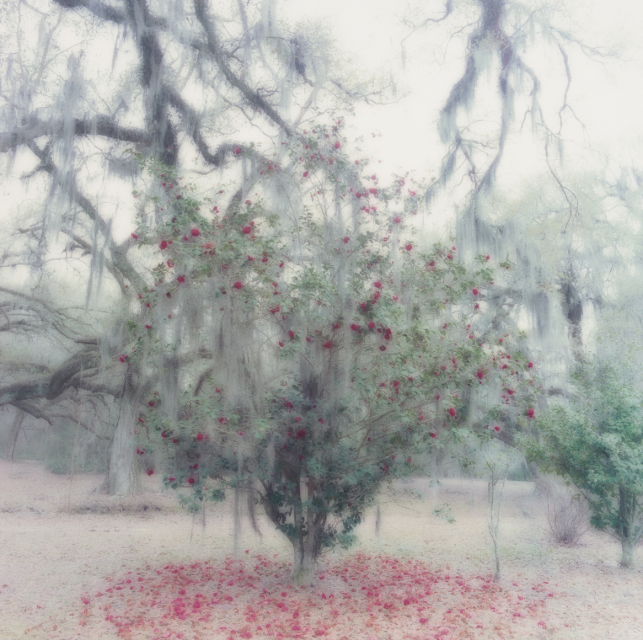 Lynn Geesaman, Avery Island, Louisiana, 1996 - Courtesy of the artist and YANCEY RICHARDSON.